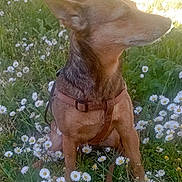 Chipie participe au concours pour gagner de l'argent avec cette photo : dog, brown_dog, harness, sitting, grass, flowers, daisies, outdoor, nature, pet, animal, canine, field, sunlight, greenery, flora, calm, side_view, daytime, peaceful