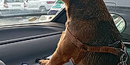 Chipie a rejoint le concours — aidez-le/la à gagner de superbes lots ! dog, car_interior, window, harness, dashboard, pet, animal, vehicle, curious, ears, leash, side_view, parked_cars, daytime, compartment, brown, looking_out, focus, fur, canine