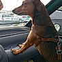 animal, brown, canine, car_interior, compartment, curious, dashboard, daytime, dog, ears, focus, fur, harness, leash, looking_out, parked_cars, pet, side_view, vehicle, window