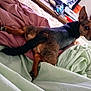 Chipie participe au concours pour gagner de l'argent avec cette photo : dog, bed, blanket, brown, black, pet, indoor, ears, animal, fur, looking_back, resting, cozy, comfort, curious, small_dog, canine, domestic_animal, sleeping_area, household
