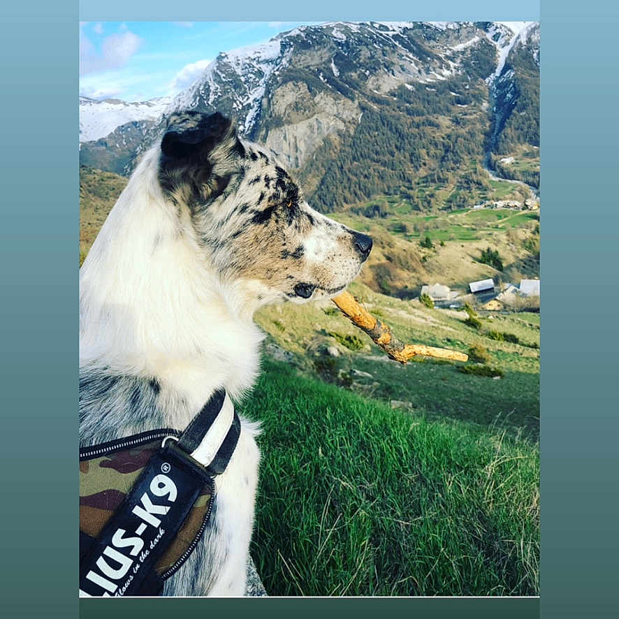 Django participe au concours pour gagner de l'argent avec cette photo : animal, ball, canine, dog, grass, land, landscape, mountain, mountainrange, nature, newfoundland, outdoors, peak, pet, photography, plant, rock, scenery, sky, vegetation