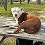 dog, picnic_table, outdoor, park, grass, tree, sunlight, animal, canine, resting, brown, white, black, fur, nature, pet, relaxing, daytime, two_dogs, wood