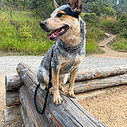 Waylon joined the competition — help win amazing prizes! animal, canine, collar, daylight, dog, ears, forest, fur, greenery, happy, leash, nature, outdoor, park, path, pet, portrait, scenic, trail, wooden_fence