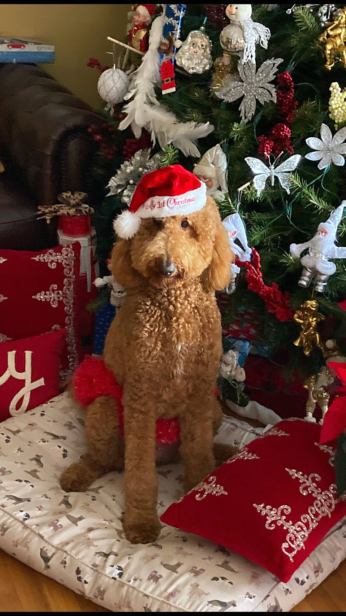 Harley is registered to the contest to win money with this photo: canidae, christmas, christmas_decoration, christmas_eve, christmas_ornament, christmas_tree, costume_accessory, costume_hat, fictional_character, holiday, holiday_ornament, interior_design, ornament, plush, sporting_group, stuffed_toy, teddy_bear, toy, water_dog