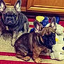 animal, brown, carpet, cute, dog, domestic_animal, ears, floor, french_bulldog, gray, home, indoor, looking_at_camera, pet, playful, puppy, stuffed_animal, toy, wooden_cabinet, young