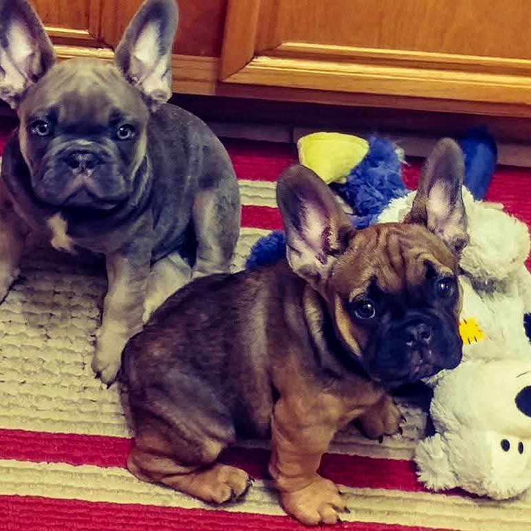Jake And Elwood joined the competition — help win amazing prizes! animal, brown, carpet, cute, dog, domestic_animal, ears, floor, french_bulldog, gray, home, indoor, looking_at_camera, pet, playful, puppy, stuffed_animal, toy, wooden_cabinet, young