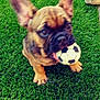 Jake And Elwood is registered to the contest to win money with this photo: animal, brown_dog, cute, dog, ears, front_paws, fun, grass, lawn, mouth, nature, outdoor, pet, pet_toy, playful, puppy, small_dog, soccer_ball, toy, young_dog