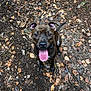 dog, brindle, tongue_out, forest_floor, leaves, twigs, outdoor, pet, animal, happy, sitting, nature, canine, playful, brown, ears_up, collar, ground, close_up, looking_up