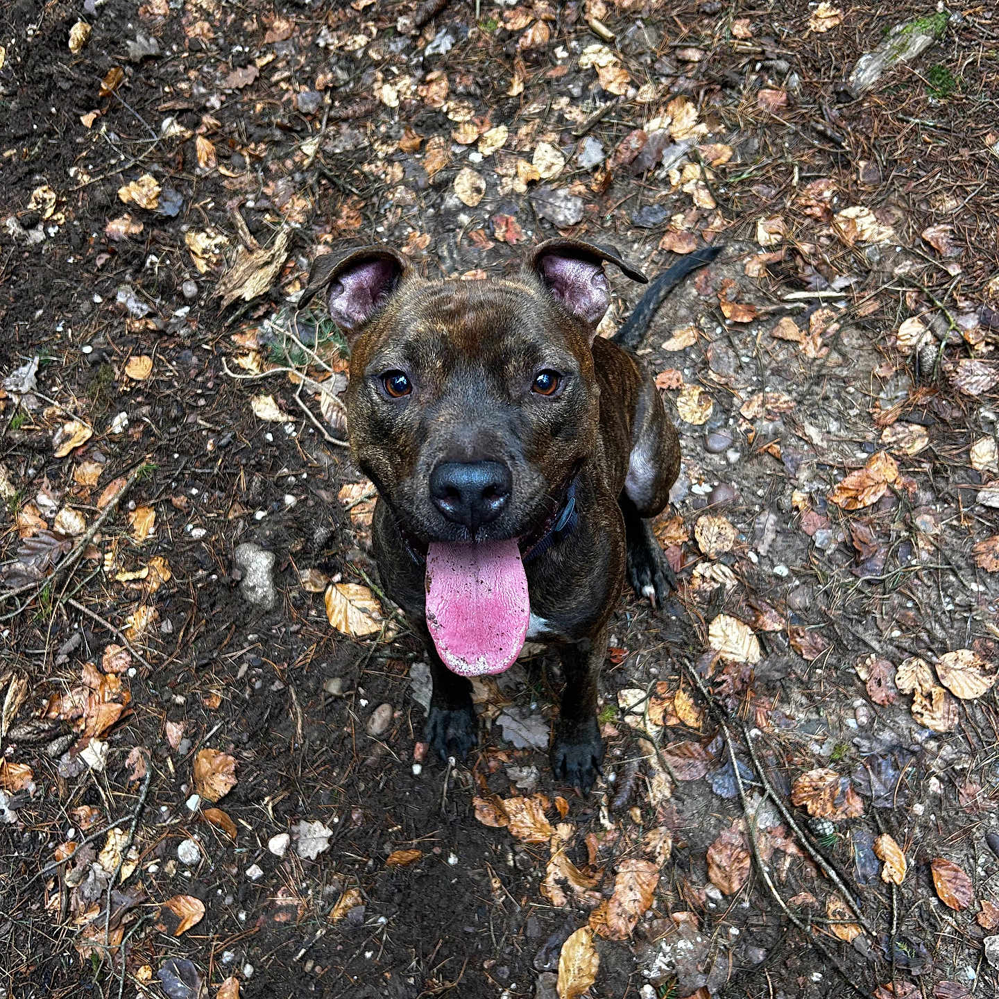 Taïgo a rejoint le concours — aidez-le/la à gagner de superbes lots ! animal, brindle, brown, canine, close_up, collar, dog, ears_up, forest_floor, ground, happy, leaves, looking_up, nature, outdoor, pet, playful, sitting, tongue_out, twigs