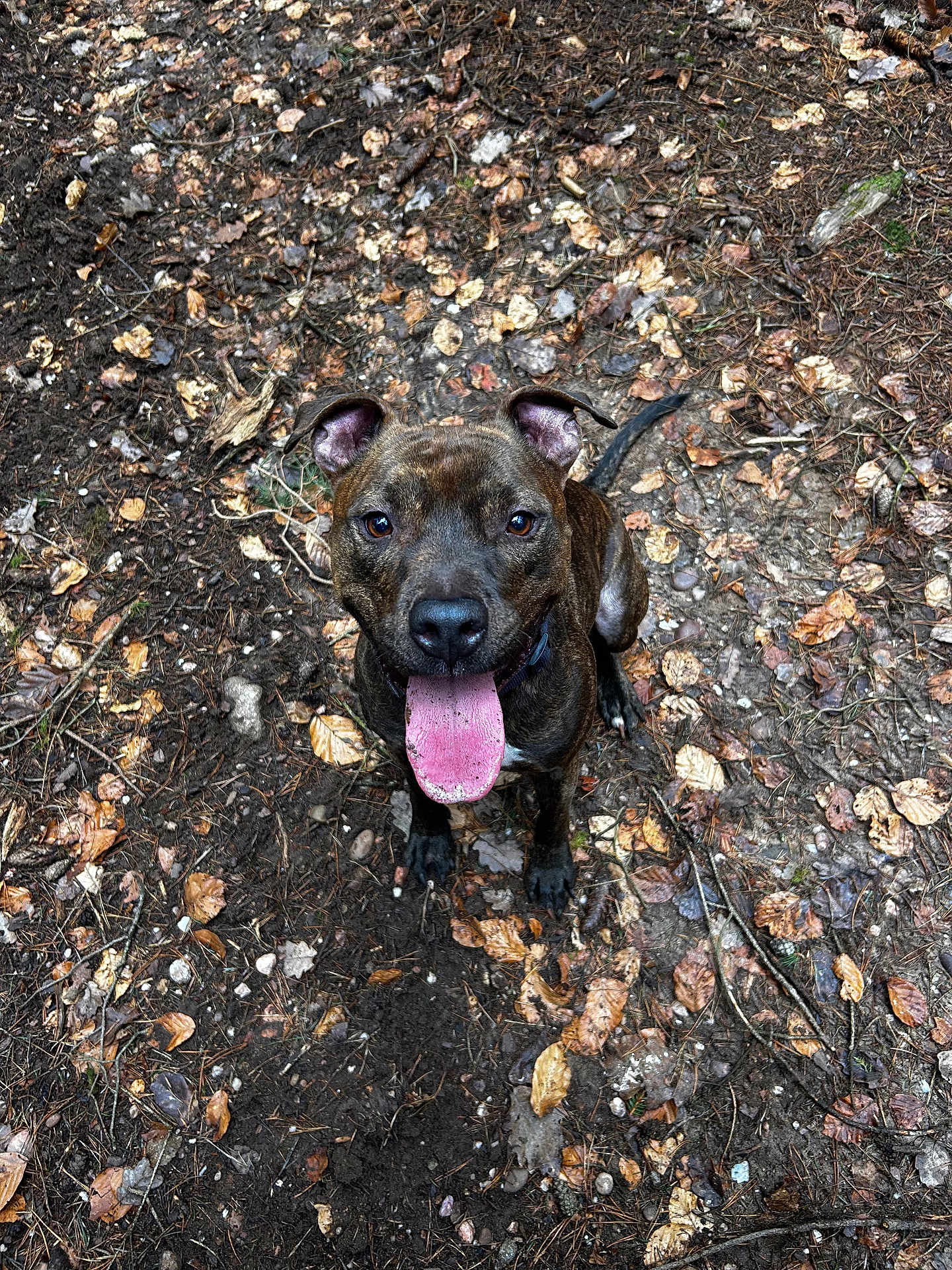 Taïgo a rejoint le concours — aidez-le/la à gagner de superbes lots ! dog, brindle, tongue_out, forest_floor, leaves, twigs, outdoor, pet, animal, happy, sitting, nature, canine, playful, brown, ears_up, collar, ground, close_up, looking_up