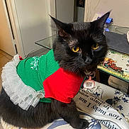 Piglet is registered to the contest to win money with this photo: cat, black_cat, yellow_eyes, pet_clothing, tutu, indoor, cushion, table, glass_table, decor, furniture, collar, tag, close_up, domestic_animal, animal, cute, fur, sitting, looking