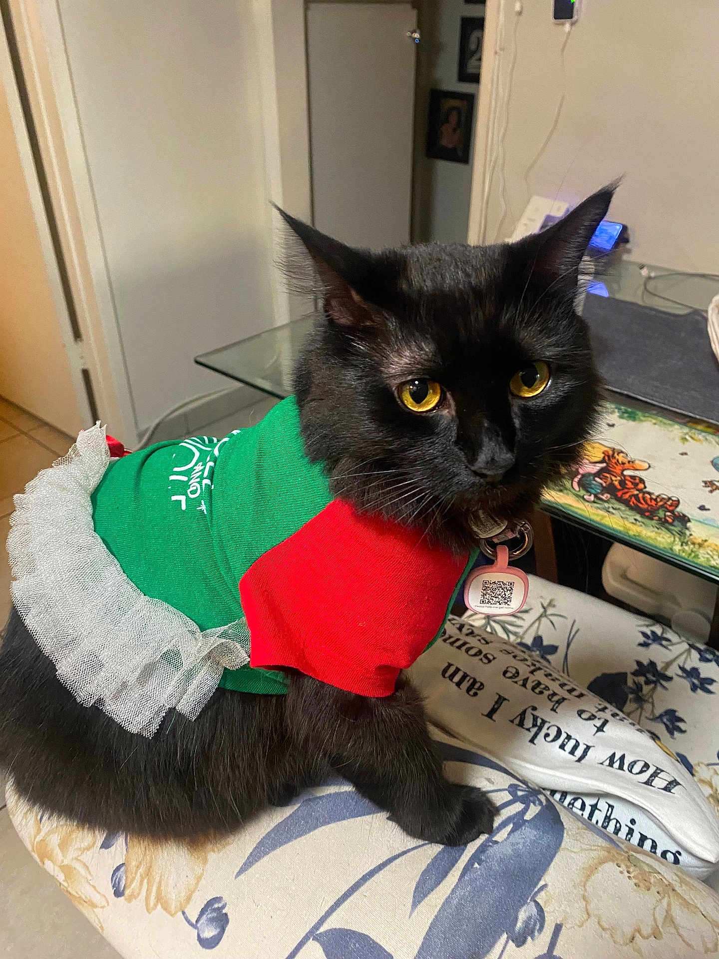 Piglet is registered to the contest to win money with this photo: cat, black_cat, yellow_eyes, pet_clothing, tutu, indoor, cushion, table, glass_table, decor, furniture, collar, tag, close_up, domestic_animal, animal, cute, fur, sitting, looking