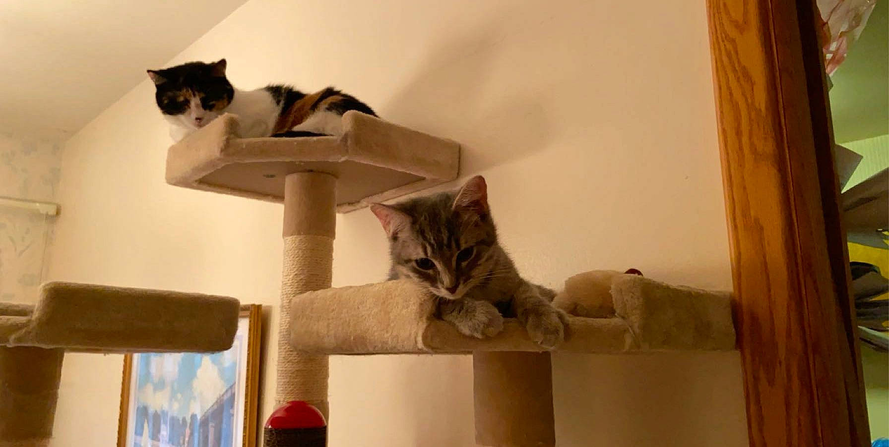 Milo is registered to the contest to win money with this photo: aegean_cat, asian, british_shorthair, cardboard, carnivore, cat, domestic_short_haired_cat, european_shorthair, fawn, felidae, kitten, mammal, ojos_azules, paw, polydactyl_cat, small_to_medium_sized_cats, tail, whiskers