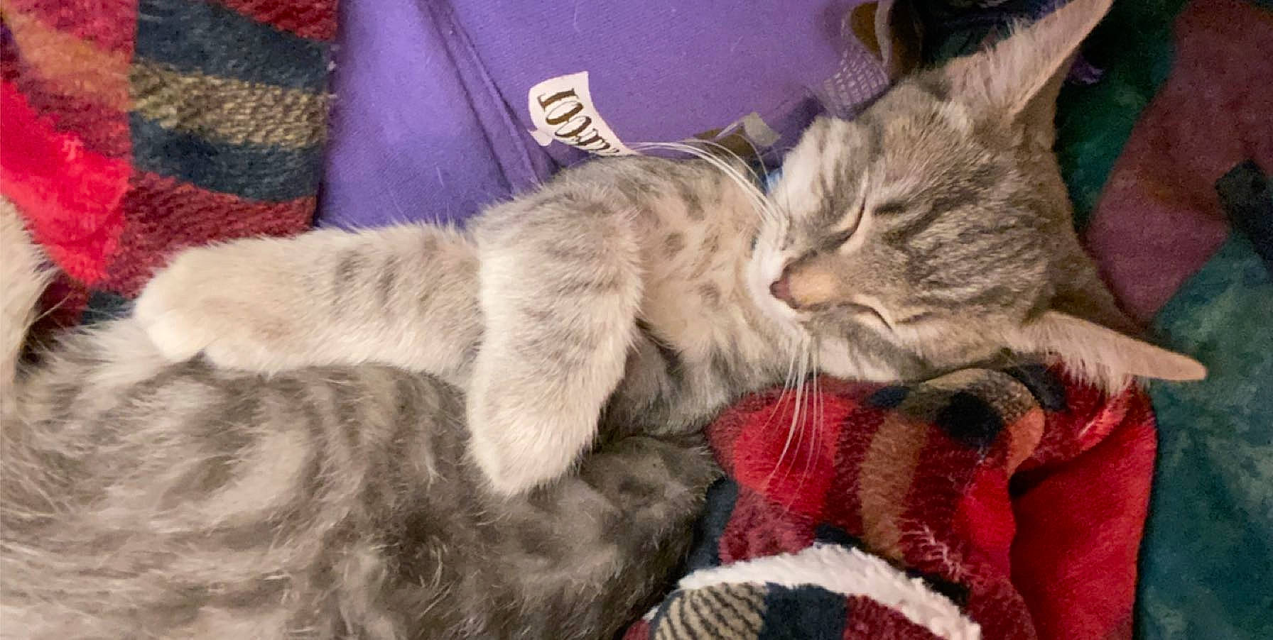 Milo joined the competition — help win amazing prizes! american_shorthair, asian, carnivore, cat, claw, domestic_short_haired_cat, dragon_li, egyptian_mau, european_shorthair, felidae, fur, kitten, mammal, nap, paw, pixie_bob, sleep, small_to_medium_sized_cats, tabby_cat, whiskers