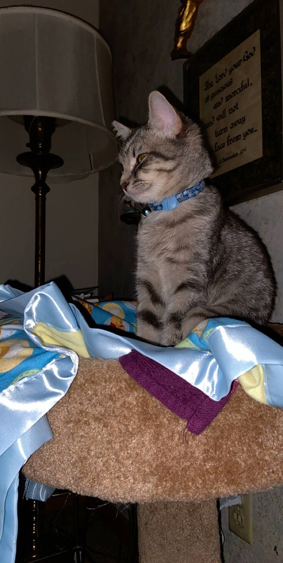 Milo is registered to the contest to win money with this photo: american_shorthair, asian, carnivore, cat, domestic_short_haired_cat, dragon_li, european_shorthair, felidae, german_rex, kitten, ocicat, ojos_azules, small_to_medium_sized_cats, tabby_cat, whiskers
