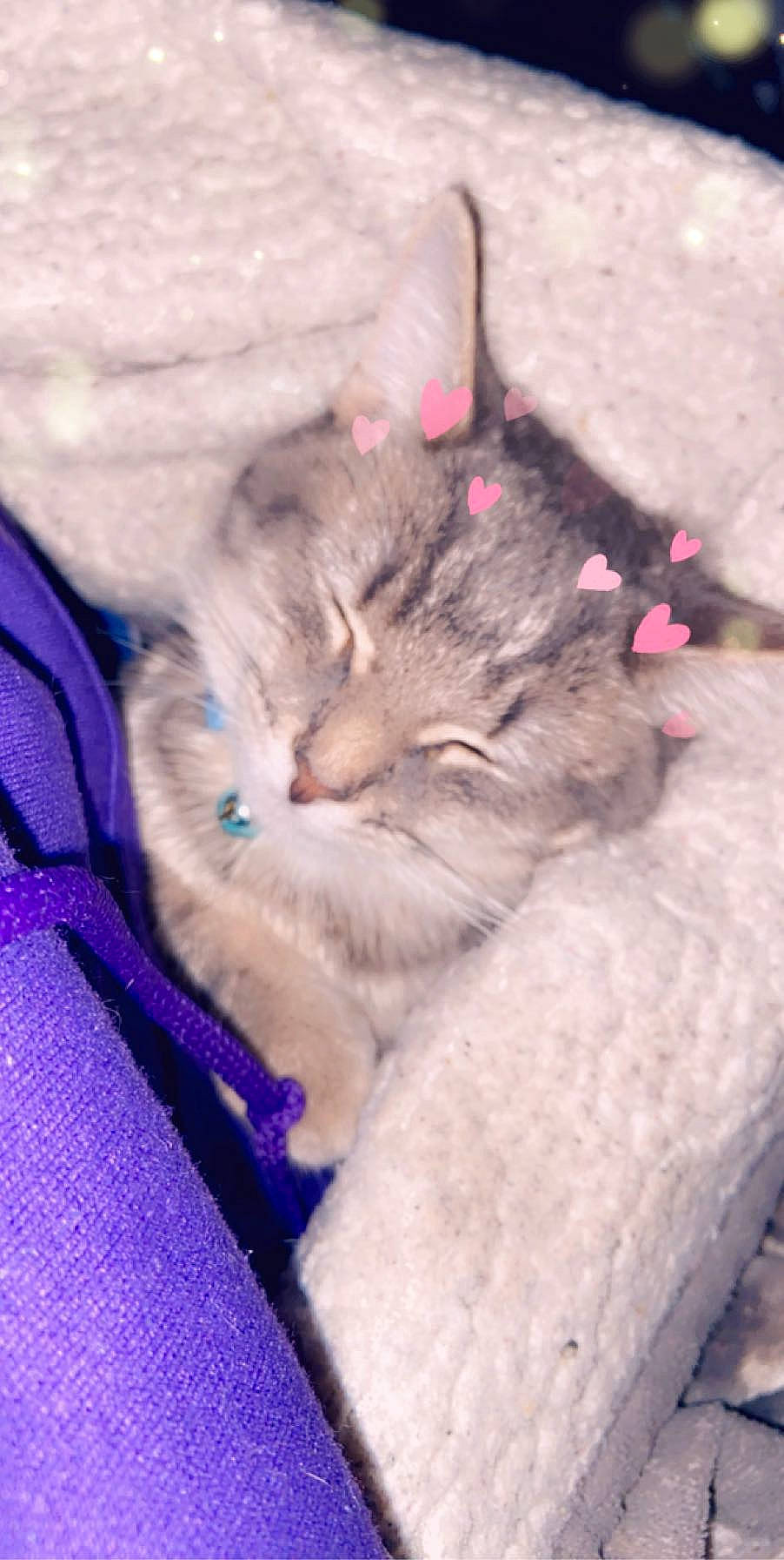 Milo is registered to the contest to win money with this photo: carnivore, cat, domestic_short_haired_cat, european_shorthair, felidae, fur, german_rex, kitten, pixie_bob, small_to_medium_sized_cats, whiskers