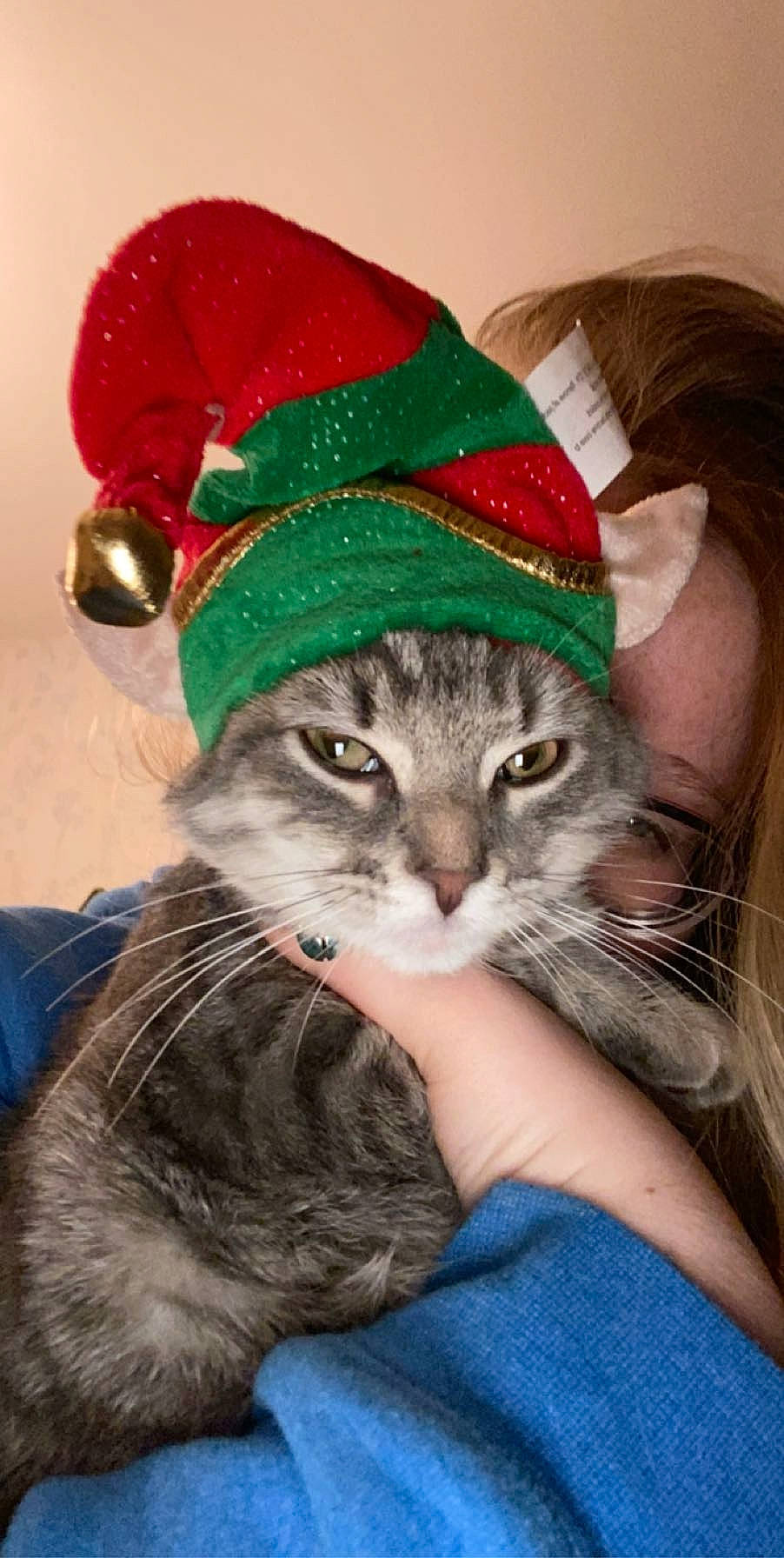 Milo joined the competition — help win amazing prizes! american_curl, american_shorthair, asian, carnivore, cat, christmas, domestic_short_haired_cat, european_shorthair, felidae, fictional_character, fur, hat, headgear, kitten, pixie_bob, small_to_medium_sized_cats, tabby_cat, whiskers