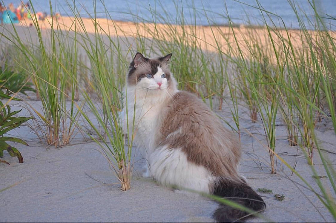 Jazmine is registered to the contest to win money with this photo: carnivore, cat, domestic_short_haired_cat, fawn, felidae, fur, grass, landscape, plant, plant_stem, sand, sky, small_to_medium_sized_cats, tail, terrestrial_animal, water, whiskers, wildlife, winter, wood