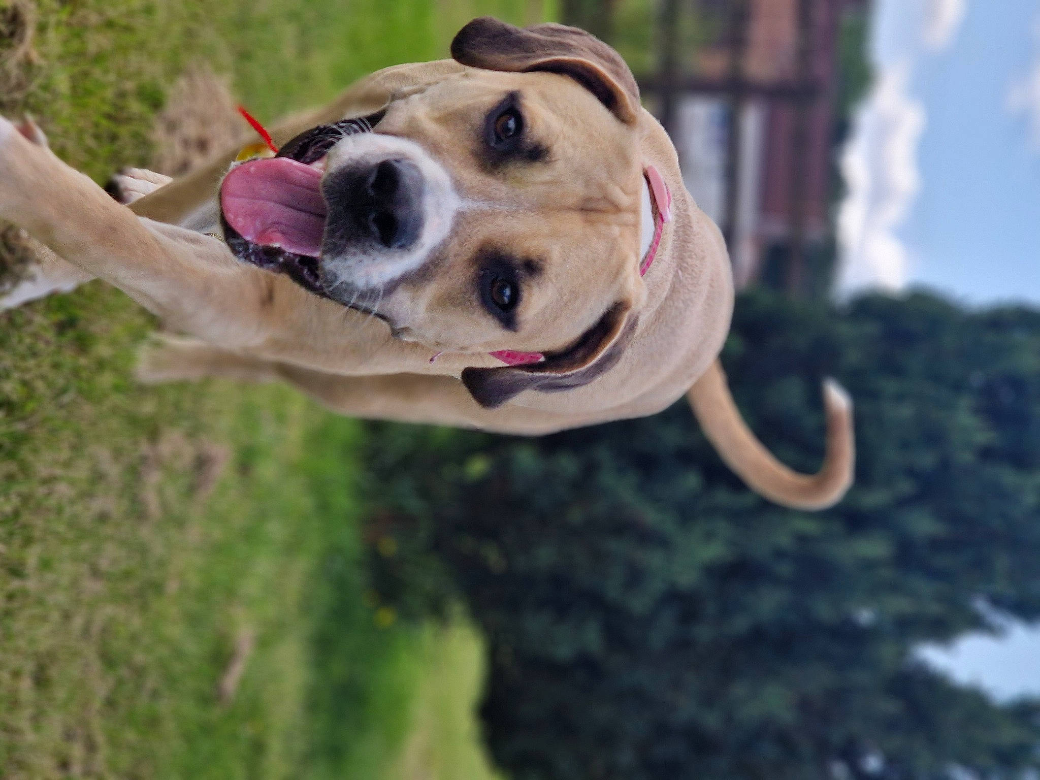 Nora is registered to the contest to win money with this photo: canidae, carnivore, collar, companion_dog, dog, dog_breed, dog_collar, dog_supply, eyewear, fashion_accessory, fawn, grass, leash, pet_supply, plant, sky, snout, sporting_group, working_animal, wrinkle