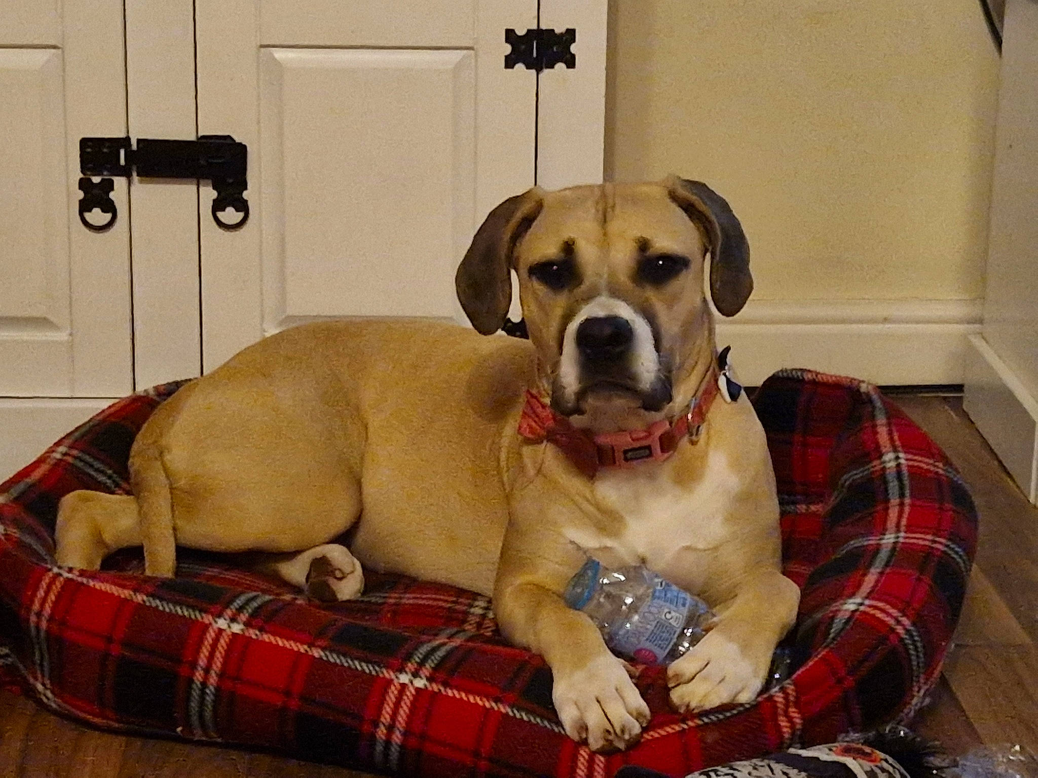 Nora is registered to the contest to win money with this photo: carnivore, collar, comfort, companion_dog, dog, dog_breed, dog_collar, dog_supply, door, fawn, flooring, liver, pattern, paw, pet_supply, plaid, snout, sporting_group, tartan, working_animal