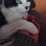 Bandit participe au concours pour gagner de l'argent avec cette photo : animal, black_and_white, cat, close_up, companion, cozy, cute, domestic, feline, fur, green_eyes, hand, indoor, knitted_sleeve, paw, pet, relaxation, resting, soft_light, whiskers