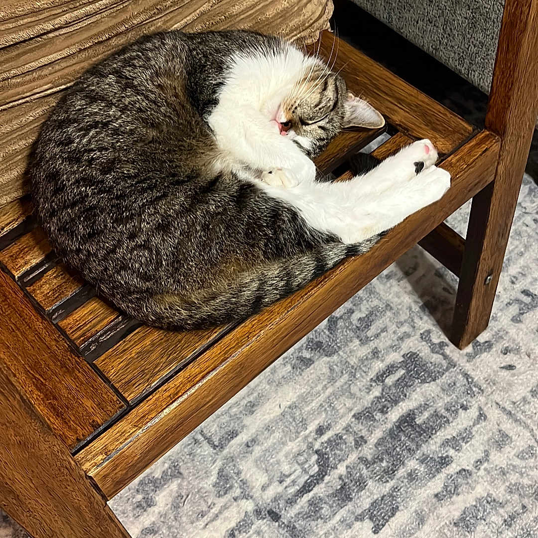 Wilson is registered to the contest to win money with this photo: cat, tabby_cat, sleeping, wooden_chair, cushion, indoor, pet, resting, fur, animal, cozy, relaxed, home, furniture, carpet, floor, cute, domestic_cat, whiskers, paw