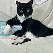 Eddie is registered to the contest to win money with this photo: cat, tuxedo_cat, black_and_white, pet, animal, feline, indoor, resting, relaxed, paw, quilt, box, curious, cute, whiskers, ears, eyes, fur, lying_down, domestic_cat