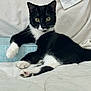 cat, tuxedo_cat, black_and_white, pet, animal, feline, indoor, resting, relaxed, paw, quilt, box, curious, cute, whiskers, ears, eyes, fur, lying_down, domestic_cat