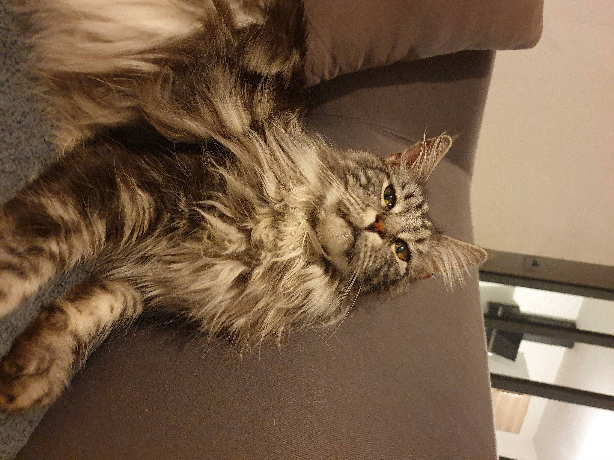 Osiris participe au concours pour gagner de l'argent avec cette photo : bed, carnivore, cat, chair, claw, comfort, couch, domestic_short_haired_cat, felidae, fur, gesture, grey, maine_coon, paw, room, small_to_medium_sized_cats, snout, tail, whiskers, wood