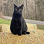 black_cat, cat, animal, hay_bale, rural, outdoor, nature, road, tree, grass, wildlife, pet, feline, sitting, yellow_eyes, autumn, bare_trees, quiet, calm, curious