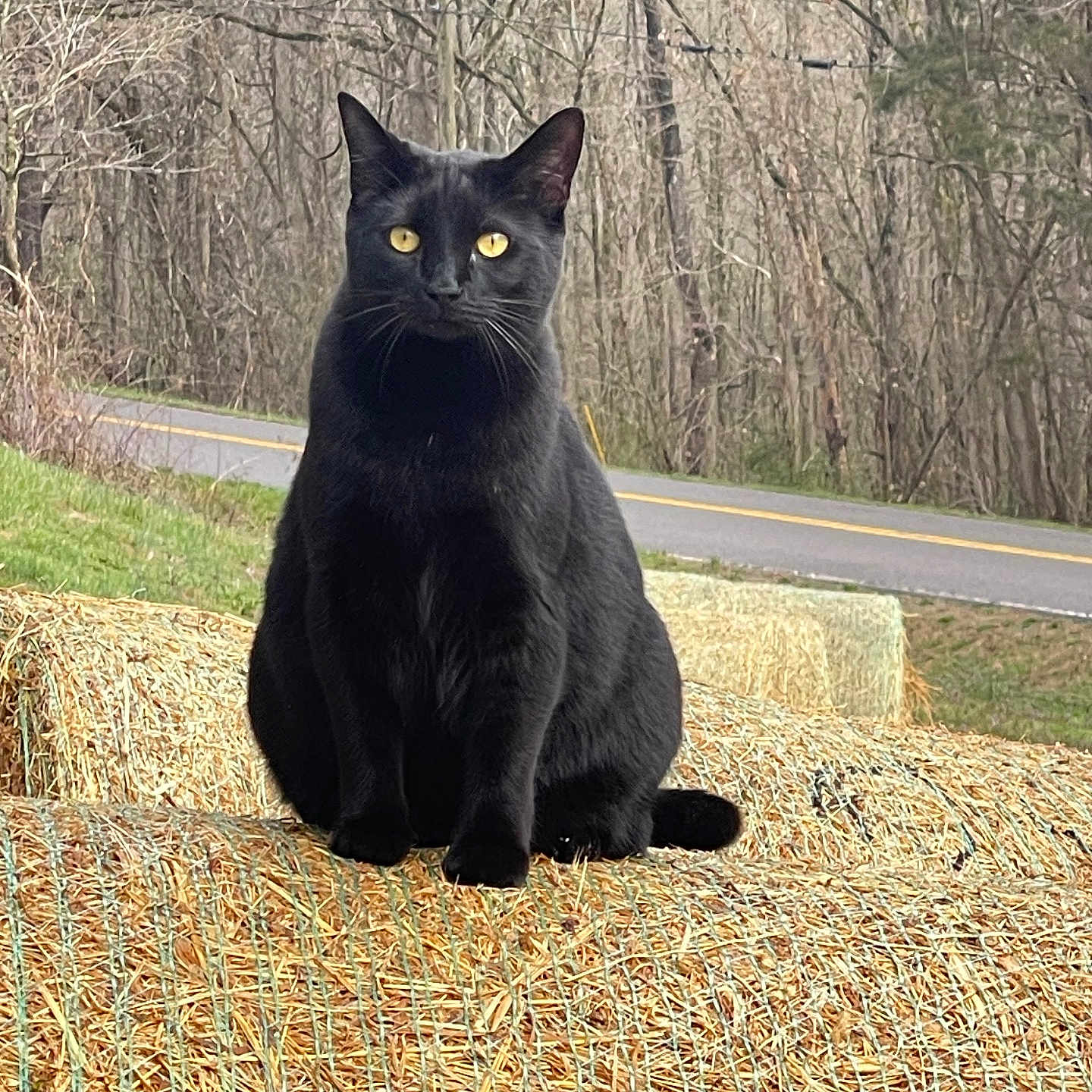 Daisy is registered to the contest to win money with this photo: animal, autumn, bare_trees, black_cat, calm, cat, curious, feline, grass, hay_bale, nature, outdoor, pet, quiet, road, rural, sitting, tree, wildlife, yellow_eyes