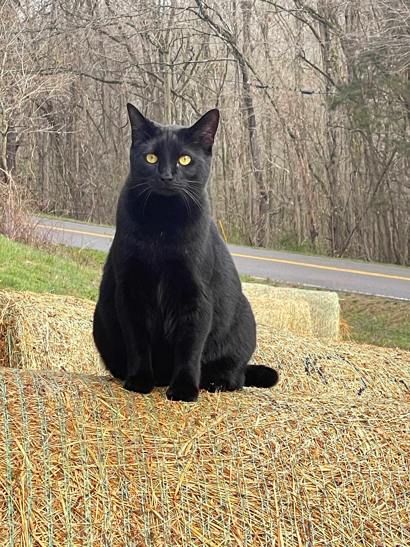 Daisy is registered to the contest to win money with this photo: black_cat, cat, animal, hay_bale, rural, outdoor, nature, road, tree, grass, wildlife, pet, feline, sitting, yellow_eyes, autumn, bare_trees, quiet, calm, curious