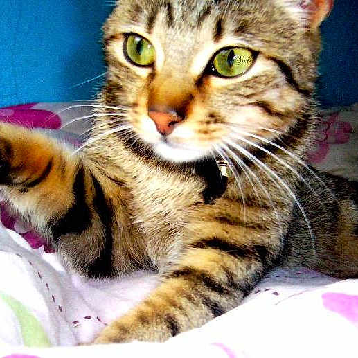 Canou participe au concours pour gagner de l'argent avec cette photo :