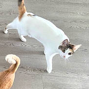Daisy Mae is registered to the contest to win money with this photo: cat, white_cat, orange_cat, pet, animal, indoor, wooden_floor, tail, walking, curious, feline, domestic_animal, playful, two_animals, house_pet, flooring, companions, looking, alert, movement