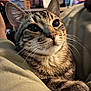 cat, tabby_cat, pet, close_up, whiskers, ears, paw, human_face, sofa, indoor, portrait, fur, nose, eyes, cozy, cuddling, person_partial, sitting, furniture, background_objects