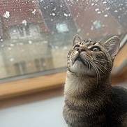 Azur participe au concours pour gagner de l'argent avec cette photo : cat, tabby_cat, pet, window, raindrops, water_droplets, indoor, windowsill, looking_up, whiskers, portrait, shallow_depth_of_field, bokeh, house, roof, glass, curious, fur, close_up, domestic_animal