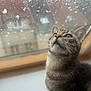 cat, tabby_cat, pet, window, raindrops, water_droplets, indoor, windowsill, looking_up, whiskers, portrait, shallow_depth_of_field, bokeh, house, roof, glass, curious, fur, close_up, domestic_animal