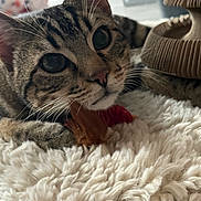 Azur participe au concours pour gagner de l'argent avec cette photo : cat, tabby_cat, pet, close_up, whiskers, fur, shaggy_rug, toy, indoor, cozy, nose, paw, eyes, portrait, sleepy, texture, home_decor, ceramic_mushroom, blanket, domestic_animal
