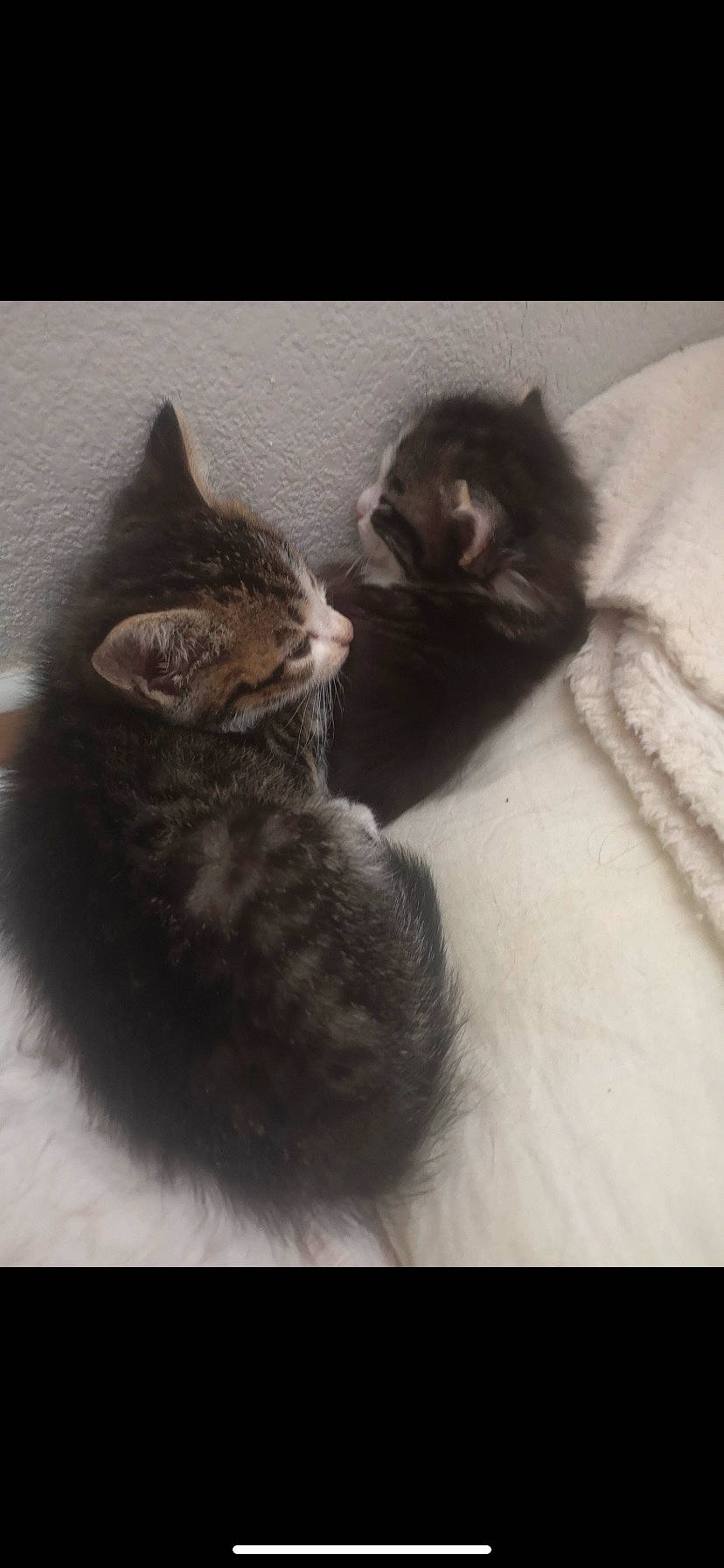 Princesse participe au concours pour gagner de l'argent avec cette photo : art, carnivore, cat, claw, cloud, comfort, domestic_short_haired_cat, felidae, fur, grey, monochrome, monochrome_photography, paw, photo_caption, small_to_medium_sized_cats, snout, tail, whiskers