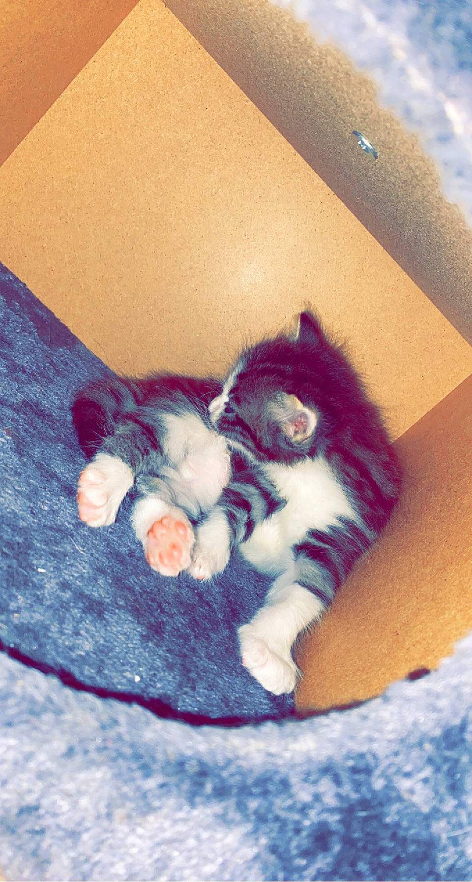 Princesse a rejoint le concours — aidez-le/la à gagner de superbes lots ! baby_toddler_clothing, carnivore, cat, comfort, domestic_short_haired_cat, electric_blue, felidae, fur, human_leg, mammal, pattern, paw, sleeve, small_to_medium_sized_cats, tail, thigh, vertebrate, whiskers, wool, woolen