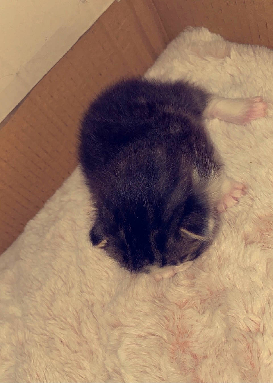 Princesse a rejoint le concours — aidez-le/la à gagner de superbes lots ! canidae, comfort, dog_breed, fawn, felidae, flooring, fur, hardwood, nap, paw, rabbits_and_hares, sky, sleep, small_to_medium_sized_cats, snout, sporting_group, tail, terrestrial_animal, whiskers, wool