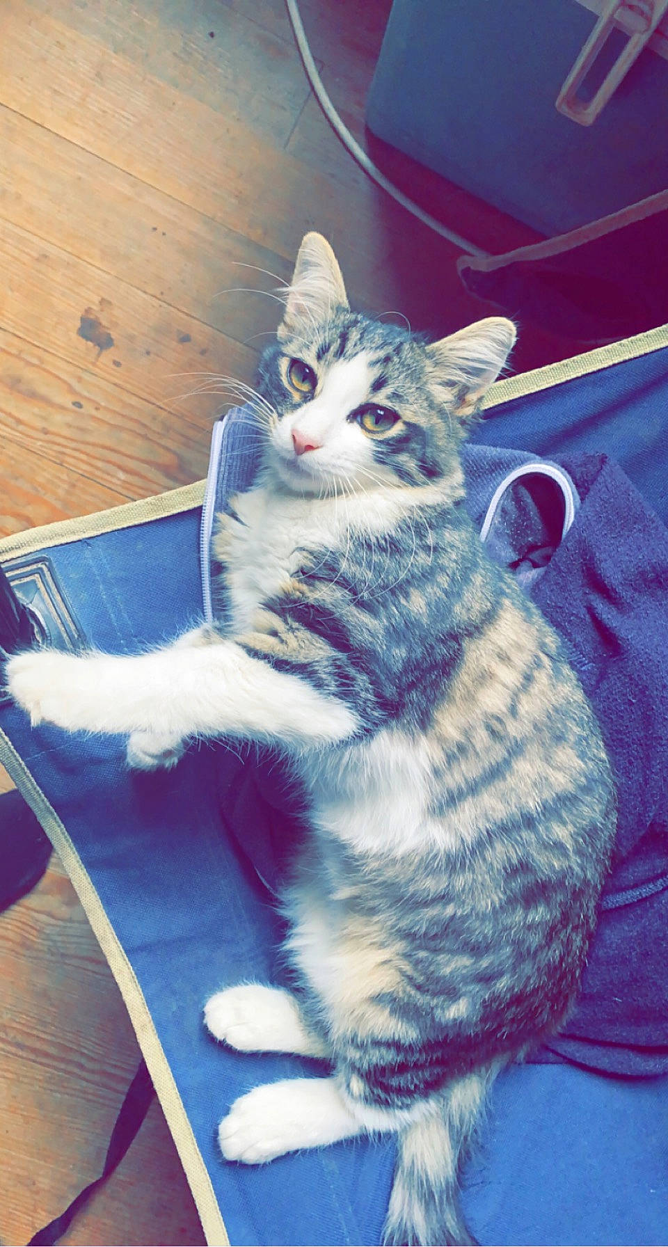 Princesse participe au concours pour gagner de l'argent avec cette photo : art, carnivore, cat, comfort, domestic_short_haired_cat, electric_blue, felidae, flooring, fur, hardwood, paw, sitting, small_to_medium_sized_cats, snout, tail, whiskers, wood