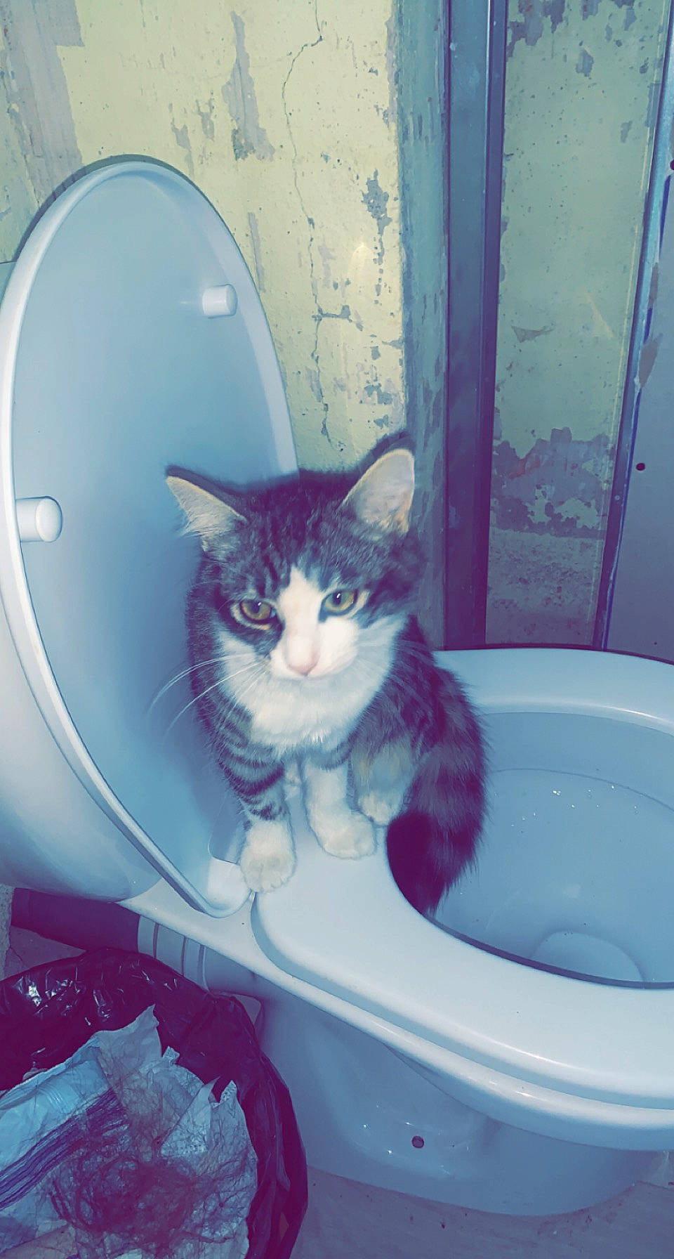 Princesse a rejoint le concours — aidez-le/la à gagner de superbes lots ! azure, bathroom, carnivore, cat, domestic_short_haired_cat, door, electric_blue, felidae, fur, pet_supply, plumbing, plumbing_fixture, purple, small_to_medium_sized_cats, stairs, tail, toilet, vertebrate, whiskers, window