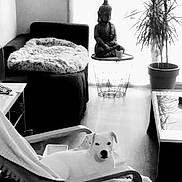 Bandit a rejoint le concours — aidez-le/la à gagner de superbes lots ! black, black_and_white, carnivore, chair, comfort, dog, flooring, flowerpot, furniture, grey, houseplant, interior_design, mammal, monochrome_photography, photograph, plant, style, toy, vertebrate, white