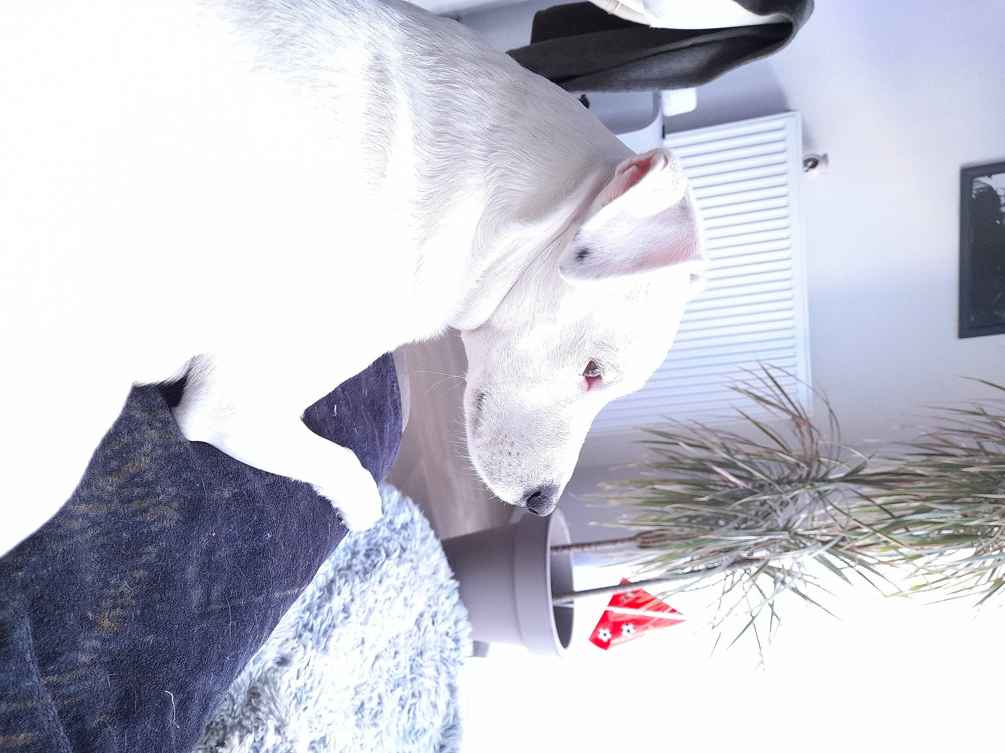 Bandit a rejoint le concours — aidez-le/la à gagner de superbes lots ! art, carmine, dog_breed, event, freezing, fur, grey, jaw, picture_frame, plant, sculpture, snout, street_fashion, twig, visual_arts, whiskers, winter