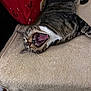 Garfield joined the competition — help win amazing prizes! cat, tabby, yawning, pet, indoor, feline, resting, towel, beige, mouth_open, teeth, tongue, fur, whiskers, pillow, red, pattern, cozy, animal, relaxing