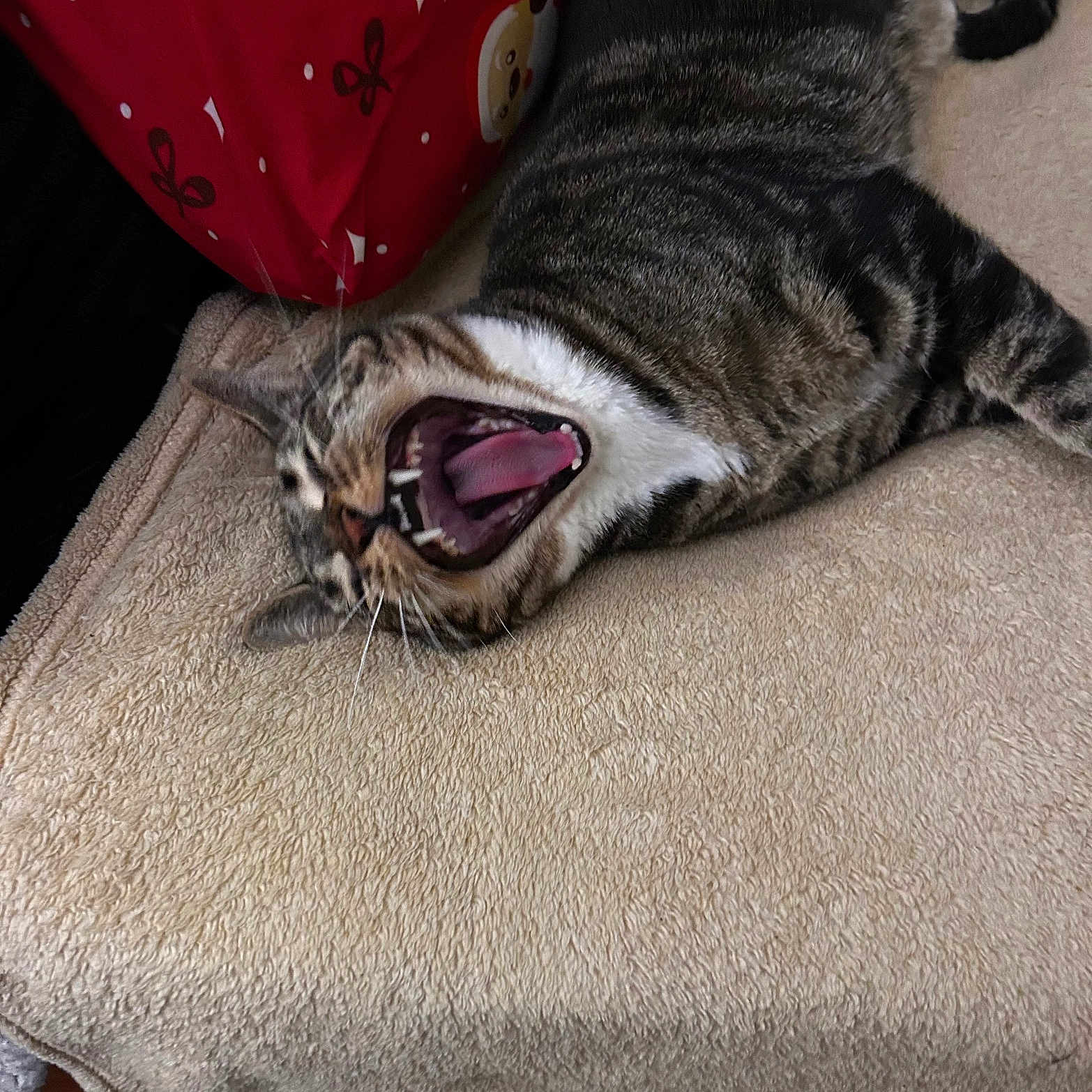 Garfield joined the competition — help win amazing prizes! animal, beige, cat, cozy, feline, fur, indoor, mouth_open, pattern, pet, pillow, red, relaxing, resting, tabby, teeth, tongue, towel, whiskers, yawning
