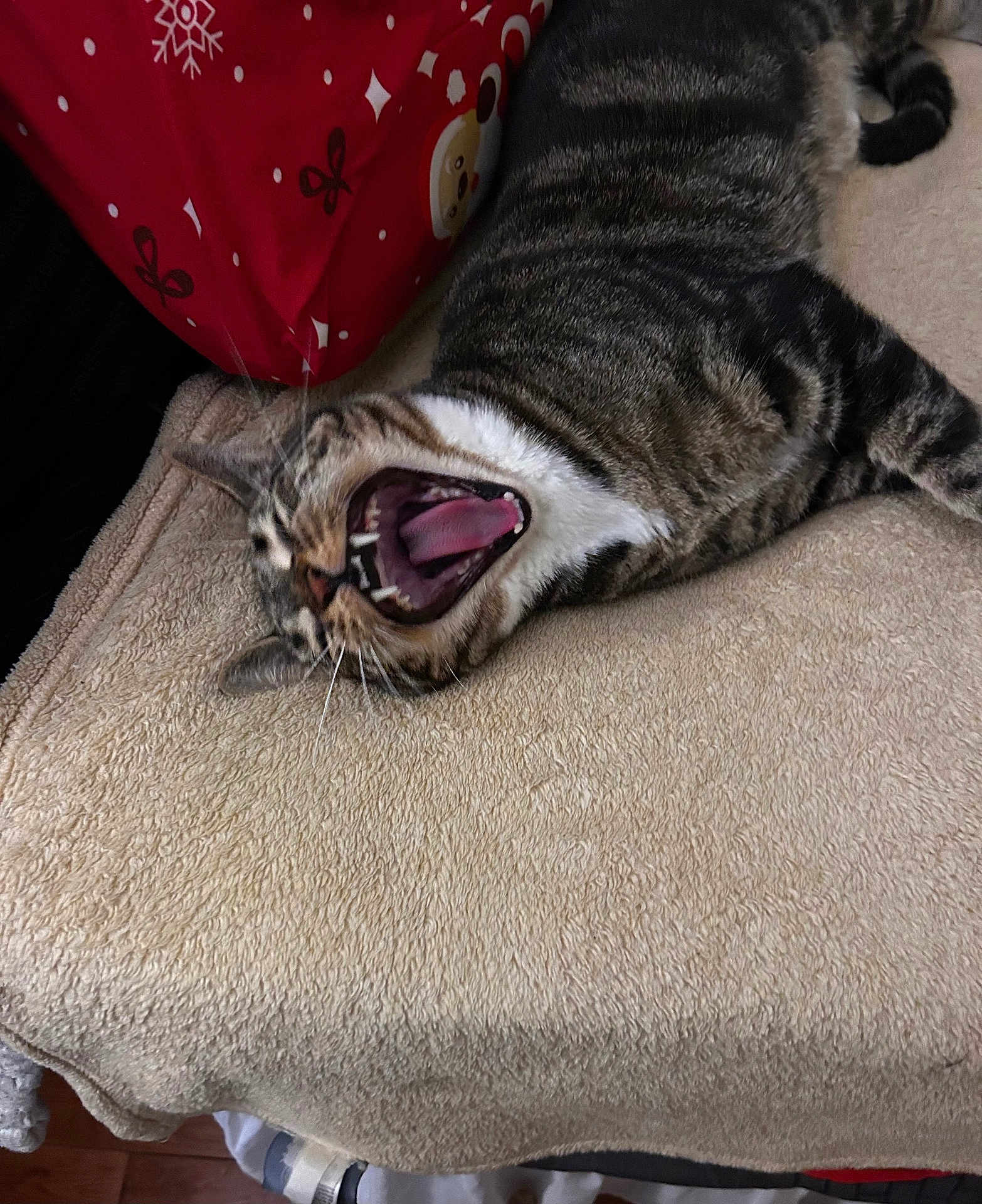 Garfield joined the competition — help win amazing prizes! cat, tabby, yawning, pet, indoor, feline, resting, towel, beige, mouth_open, teeth, tongue, fur, whiskers, pillow, red, pattern, cozy, animal, relaxing