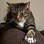 Garfield is registered to the contest to win money with this photo: cat, tabby, paw, claws, stretching, feline, animal, pet, indoor, brown, white, whiskers, ears, fur, closeup, texture, relaxed, focus, claw, face