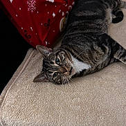 Garfield joined the competition — help win amazing prizes! cat, tabby_cat, pet, animal, indoor, blanket, pillow, red, beige, fur, whiskers, resting, cozy, holiday, snowflake_pattern, closeup, cute, laying_down, domestic_cat, soft_texture